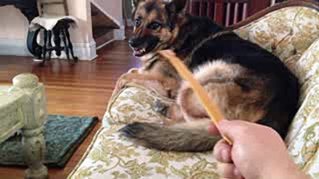 Growling German Shepherd - Attacking The Back Scratcher