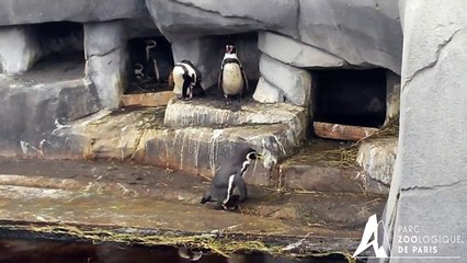 Un nid chez les manchots de Humboldt