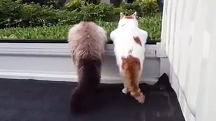 Des chats siamois