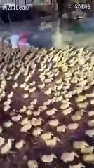 5,000 ducklings rush to pond for first time swim