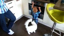 Un chat sauve un bébé entrain de mettre la main sur le four