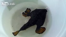 Une étrange créature non identifiée capturée dans le Golfe du Mexique