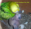 Australian Bird Mother Parrots feeding Her Child