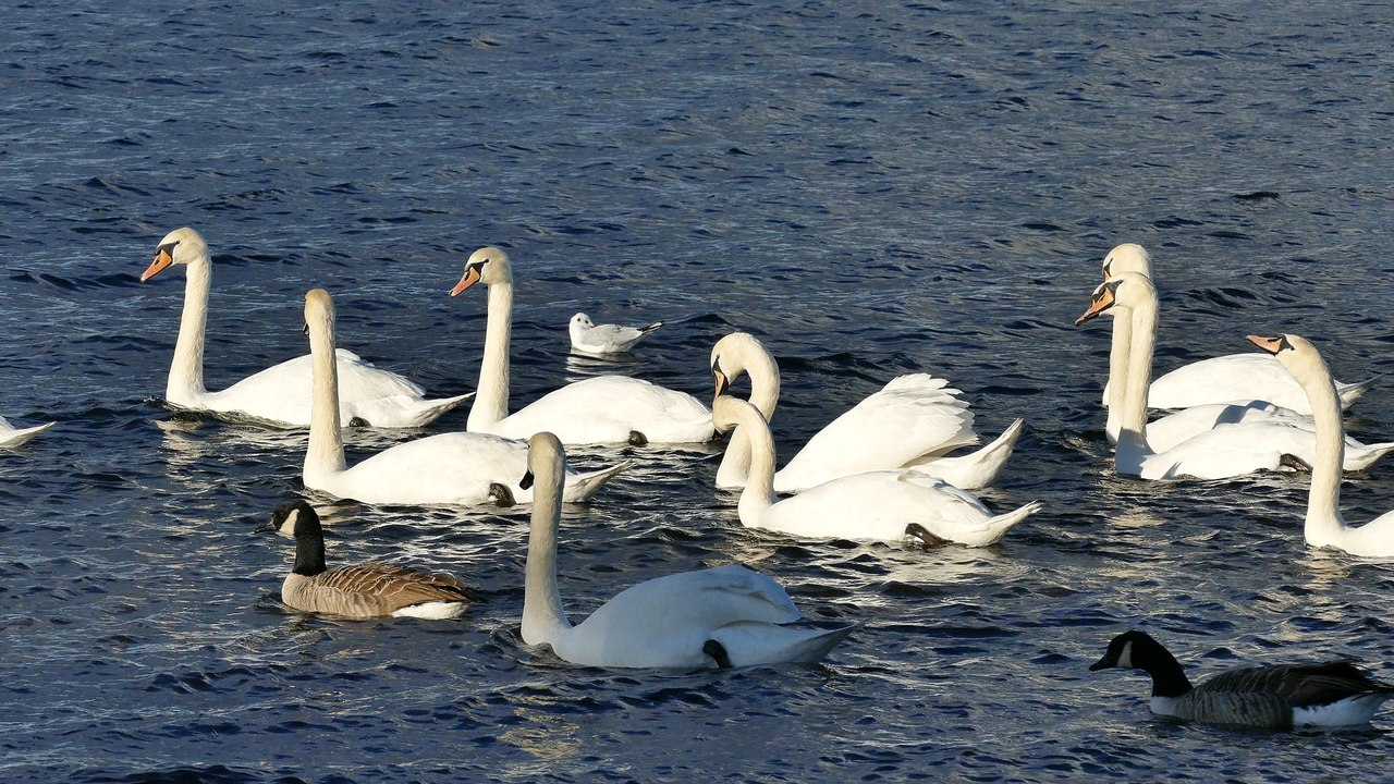 Free video:  Swans, ducks, water, white bird, nature, animal.
