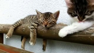 Mèo con đáng yêu cố gắng gọi bạn dậy