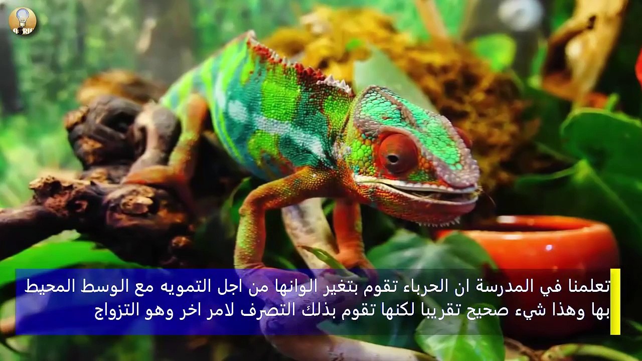 اكبر 10 اكاذيب تعلمناها في المدرسة