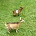 A goat is let off its leash and has a blast jumping over the other goats