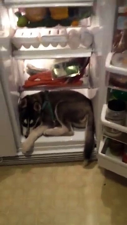 Un husky dans frigo.
