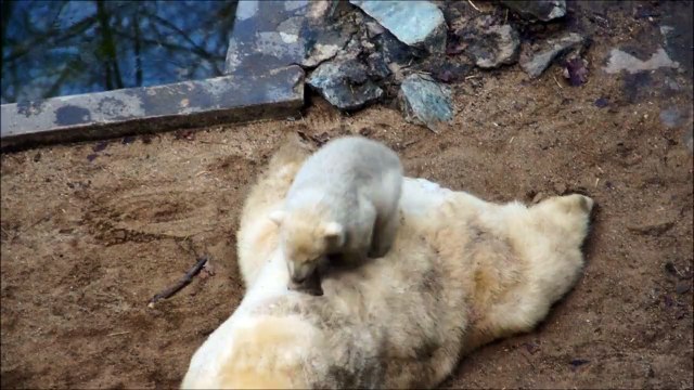 Un bébé ours polaire embête sa maman qui dort... taquin l'animal