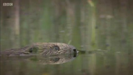 BBC1_Countryfile - Three Counties 27Mar16 - beavers in Argyle