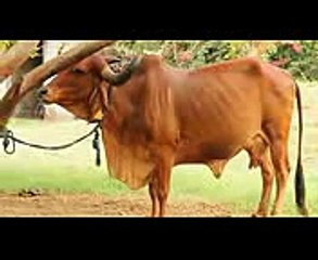 The Way We Were A2 Milk