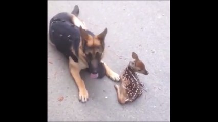 Un berger allemand adopte un jeune faon.