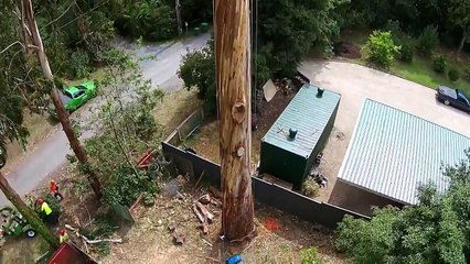 Cet homme coupe les branches d'un arbre à plus de 40m de hau