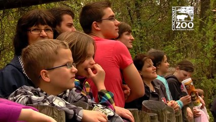 Même les gorilles ont droit à leur chasse aux oeufs de Pâque