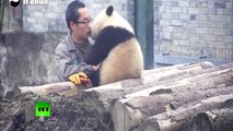 Ce panda enlace un homme qui veut faire un selfie au Zoo