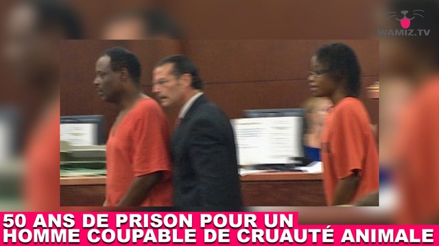 50 ans de prison pour un homme coupable de cruauté animale ! Tout de suite dans la minute chat #174