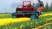 Tulpen koppen / Topping tulips in Holland