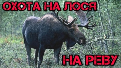 Охота на лося. На реву