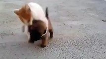 Yavru kedi ve köpeğin oyunu