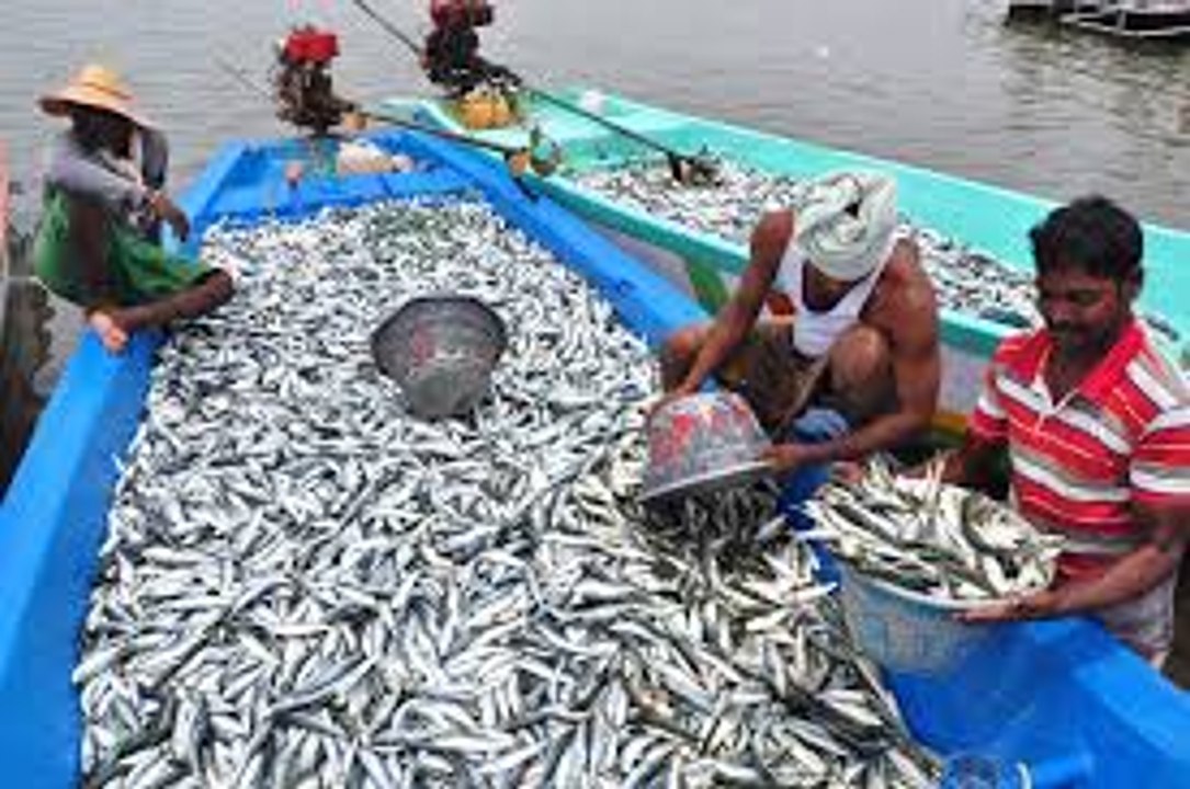 Fish Catching  Video