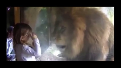 Ce lion n'apprécie pas les bisous que lui envoie cette fille