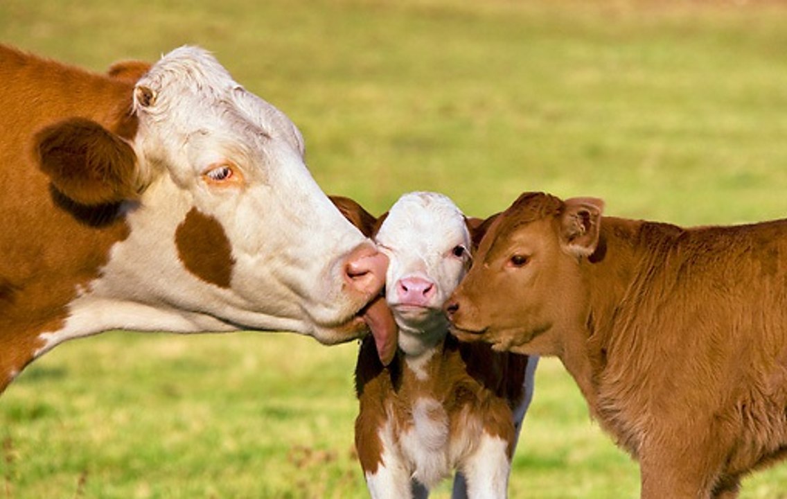 Vacas (Bos taurus)