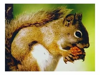 Учим песенку про барашка и названия животных! ПРО