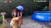 Top 10 Biggest Dogs In The World - With Funny Dog Videos By Breeds Compilation
