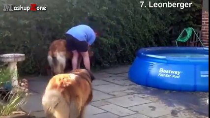 Top 10 Biggest Dogs In The World - With Funny Dog Videos By Breeds Compilation