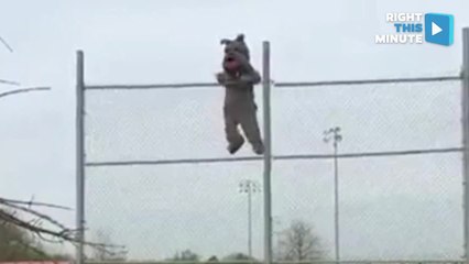 School Softball Mascot Falls From Backstop and Lives to Tell the Tale