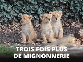 Trois boules de poils à croquer !