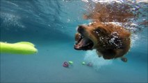 Golden Retrievers Campbell & Rusty swim underwater for dog toys