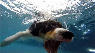 Border Collie Feature swims underwater in swimming pool to get kong wubba dog toy