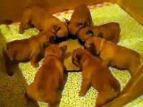 PUPPIES FRENCH BULDOGA lunch