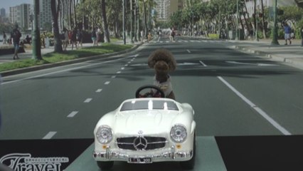 Lo más innovador en el mundo de las mascotas llega a Tokio