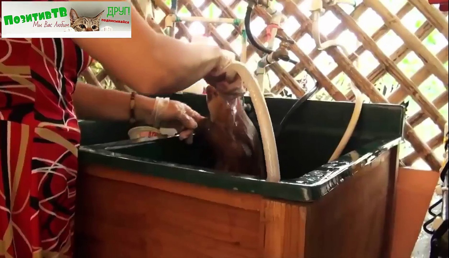 МИЛЫЕ И ЗАБАВНЫЕ ЛЕНИВЦЫ! Смешные животные видео приколы