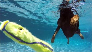 5 yo Doberman Grand Champion Blitz dives underwater in swimming pool!