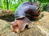 Giant African Land Snail - YouTube