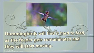 How to Keep Bees off Hummingbird Feeders
