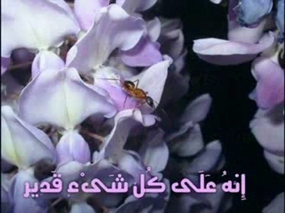 Give thanks to Allah by Zain Bikha