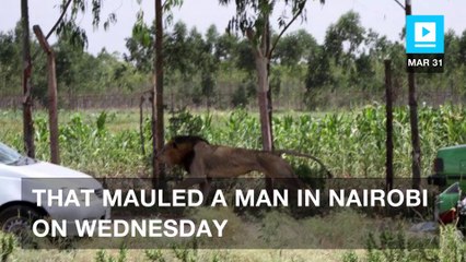 Kenyan rangers criticized for killing of escaped lion, which mauled man