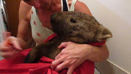 Un papy wombat sauvé de justesse