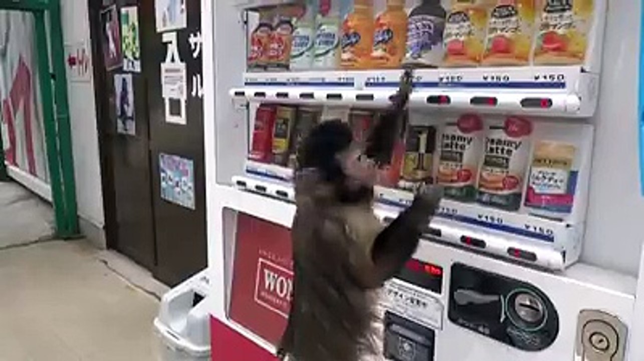 akıllı maymun