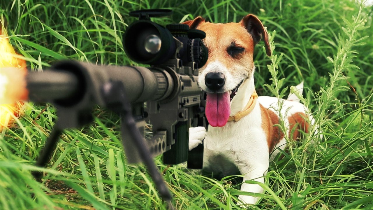 Los animales son increíbles y más con efectos e...