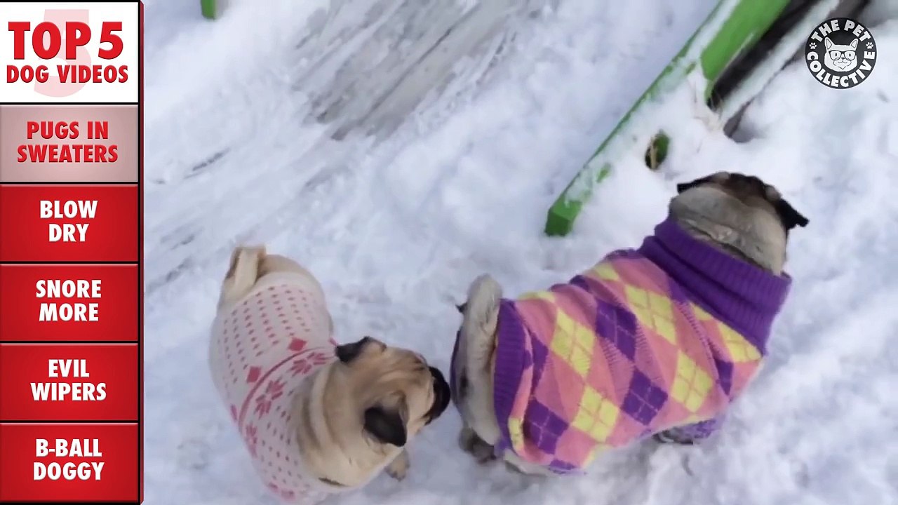Top 5 Funny Dogs Compilation || Feb 26 2016