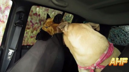 Funny Dogs Freaking Out In Car Wash Compilation || AHF [HD]