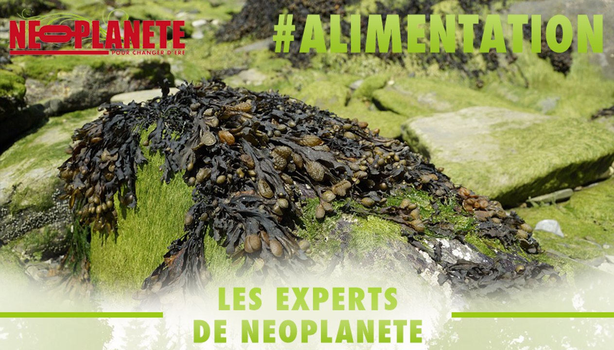 [Les Experts] Nutrition : Comment consommer les algues et quels sont leurs bienfaits ?