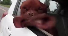 Ce chien en kiffe la tête hors de la voiture. I believe i can flyyyyyyyy