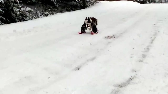 Un chien handicapé fait du ski