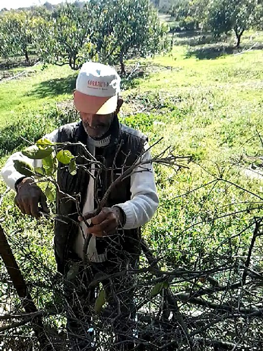 Profesyonel Turist Rehberinin Röpörtajları-Tarımda Aşı Nasıl Yapılır?